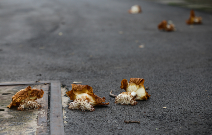 Cây[-]bao[-]báp[-]lâu[-]đời[-]nhất[-]Sài[-]Gòn[-]vào[-]mùa[-]nở[-]hoa